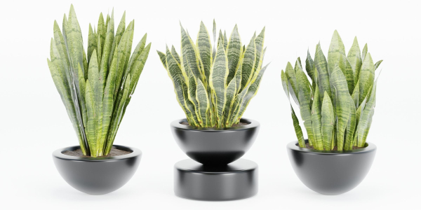 sansevieria plants collection vol 70-Blender