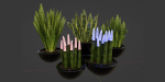 sansevieria plants collection vol 70-Blender