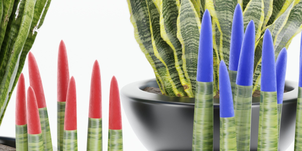 sansevieria plants collection vol 70-Blender