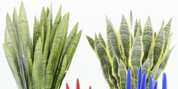 sansevieria plants collection vol 70-Blender
