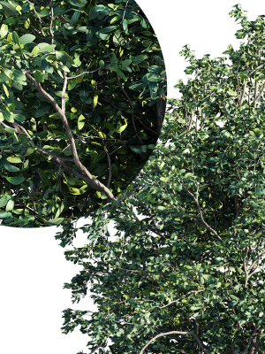 sapling-tree-collection-3-trees-in-the-scene-3d-model-max-obj-fbx