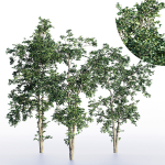 sapling tree collection 3 trees in the scene