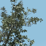 sapling tree collection 3 trees in the scene