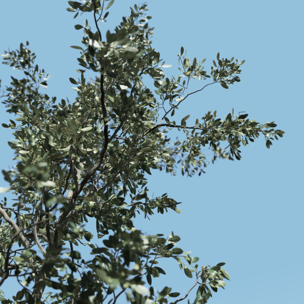sapling tree collection 3 trees in the scene