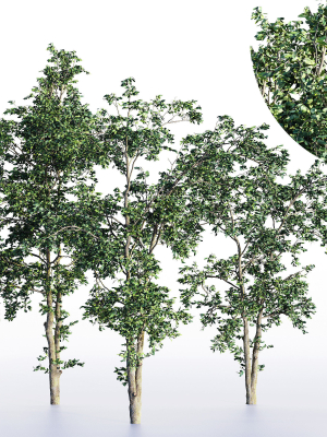 sapling tree collection 3 trees in the scene