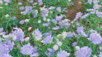 Scabiosa Flower - Pincushion Flower