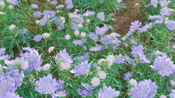 Scabiosa Flower - Pincushion Flower