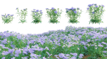Scabiosa Flower - Pincushion Flower