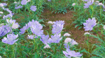 Scabiosa Flower - Pincushion Flower
