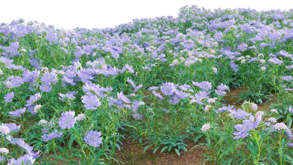 Scabiosa Flower - Pincushion Flower
