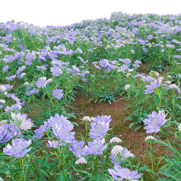 Scabiosa Flower - Pincushion Flower