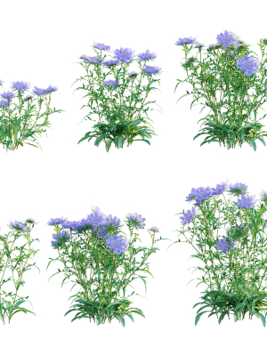 Scabiosa Flower - Pincushion Flower
