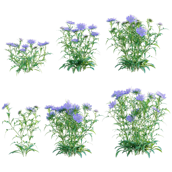 Scabiosa Flower - Pincushion Flower