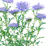 Scabiosa Flower - Pincushion Flower