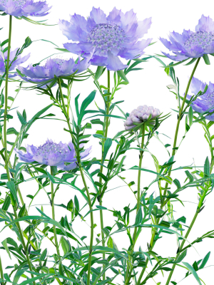 scabiosa-flower-pincushion-flower-3d-model-e735c4484e