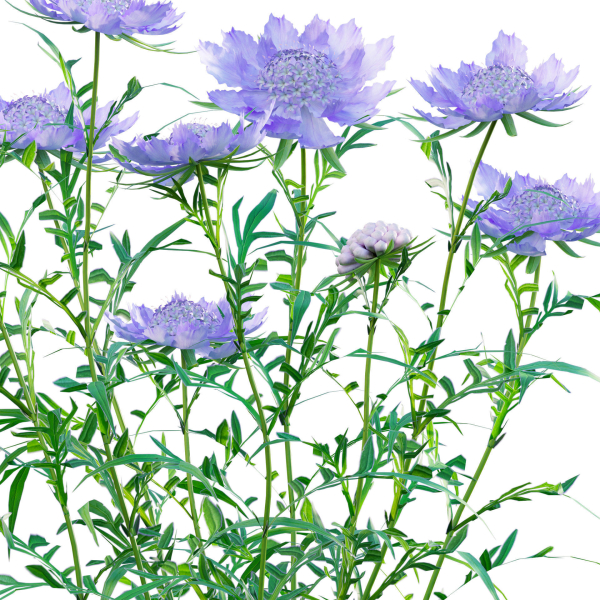 Scabiosa Flower - Pincushion Flower