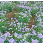 Scabiosa Flower - Pincushion Flower