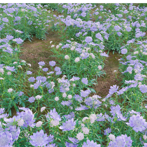 Scabiosa Flower - Pincushion Flower