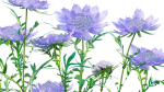 Scabiosa Flower - Pincushion Flower