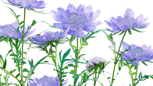 Scabiosa Flower - Pincushion Flower