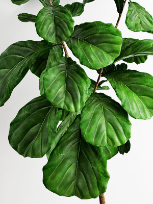 scandi-ficus-3d-model-max-obj-fbx