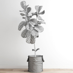 Scandi Ficus