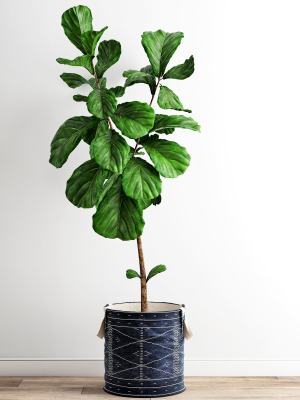 Scandi Ficus