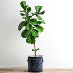 Scandi Ficus