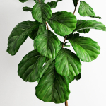 Scandi Ficus