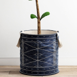 Scandi Ficus