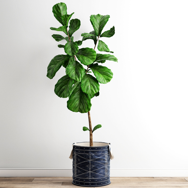 Scandi Ficus