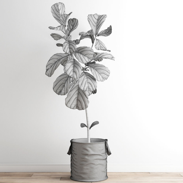 Scandi Ficus