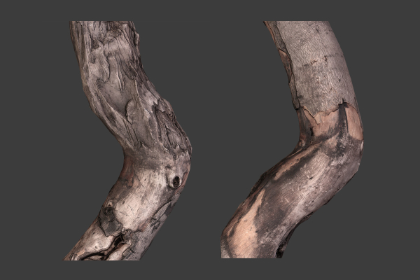 Scanned Logs Planks Sticks and Stumps