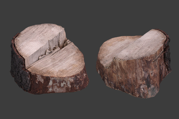 Scanned Logs Planks Sticks and Stumps
