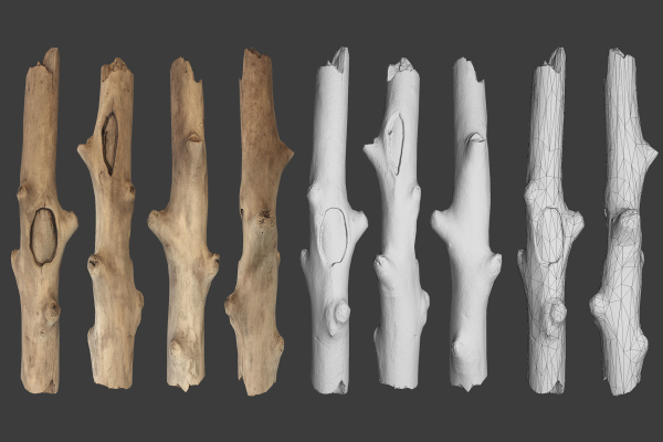 Scanned Logs Planks Sticks and Stumps