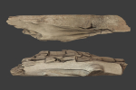 Scanned Logs Planks Sticks and Stumps