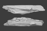 Scanned Logs Planks Sticks and Stumps