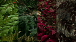 Scanned Poplar-Aspen Forest with Seasons for Unreal Engine 4 - 5