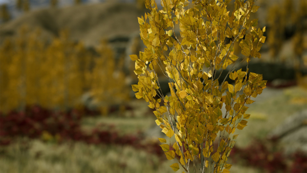 Scanned Poplar-Aspen Forest with Seasons for Unreal Engine 4 - 5