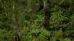 Scanned Poplar-Aspen Forest with Seasons for Unreal Engine 4 - 5