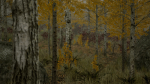 Scanned Poplar-Aspen Forest with Seasons for Unreal Engine 4 - 5