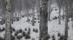 Scanned Poplar-Aspen Forest with Seasons for Unreal Engine 4 - 5