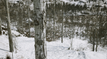 Scanned Poplar-Aspen Forest with Seasons for Unreal Engine 4 - 5