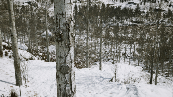 Scanned Poplar-Aspen Forest with Seasons for Unreal Engine 4 - 5