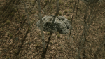 Scanned Poplar-Aspen Forest with Seasons for Unreal Engine 4 - 5