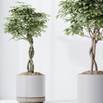 Schefflera Arboricola Umbrella SET 20