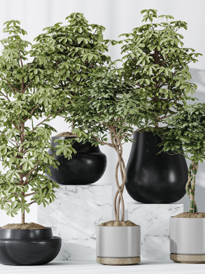 Schefflera Arboricola Umbrella SET 20