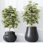 Schefflera Arboricola Umbrella SET 20