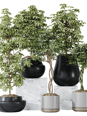 schefflera-arboricola-umbrella-set-20-3d-model-d9c64a5958