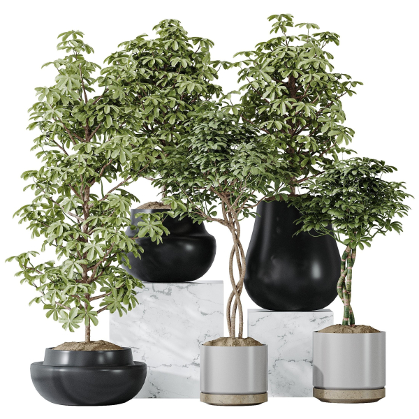 Schefflera Arboricola Umbrella SET 20